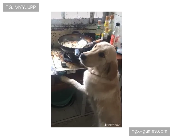 许昕家的狗吃的都比我一个月工资高